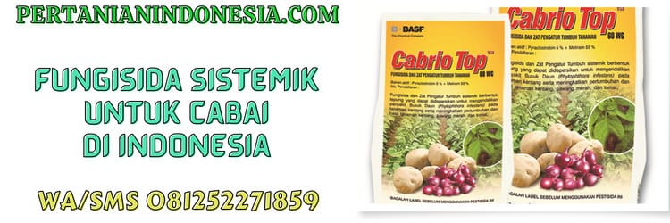 fungisida,sistemik,fungisida sistemik,cabai,indonesia